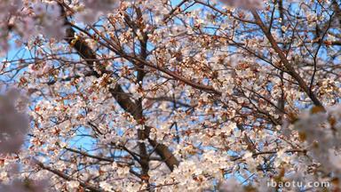 樱花樱桃开花4月
